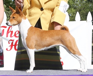 Skyhi basenjis sales